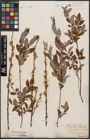 Foto von Salix aurita L. x Salix repens L.